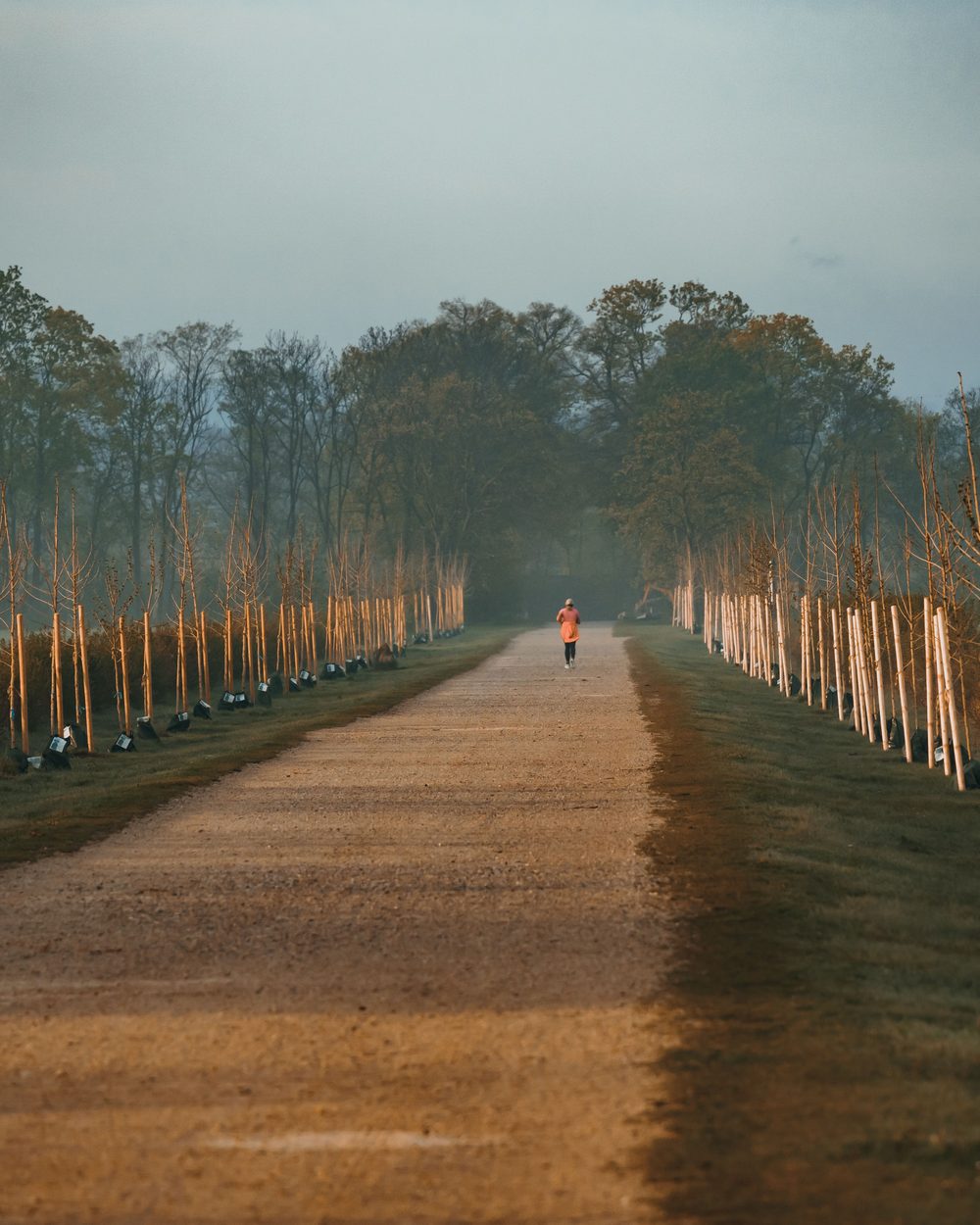 A long tree-lined path in morning fog, one small runner far ahead